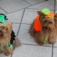 frida y joy